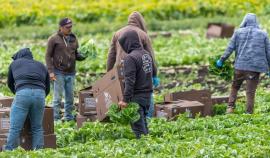 Мигрантам сейчас выгоднее трудиться курьерами, чем в поле или на ферме